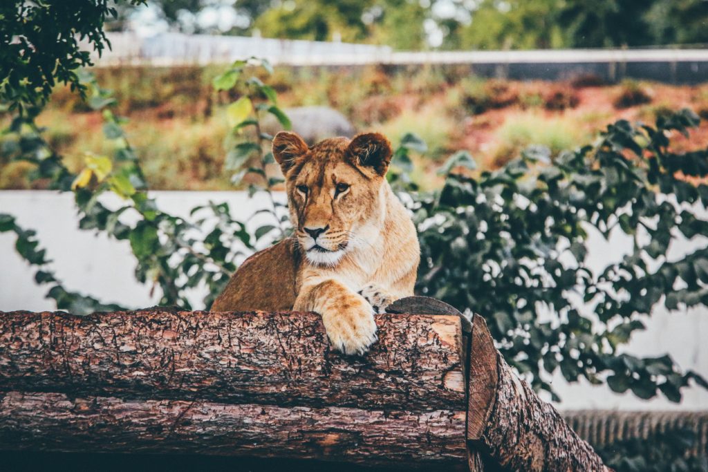 London Zoo the perfect day out in London with a toddler