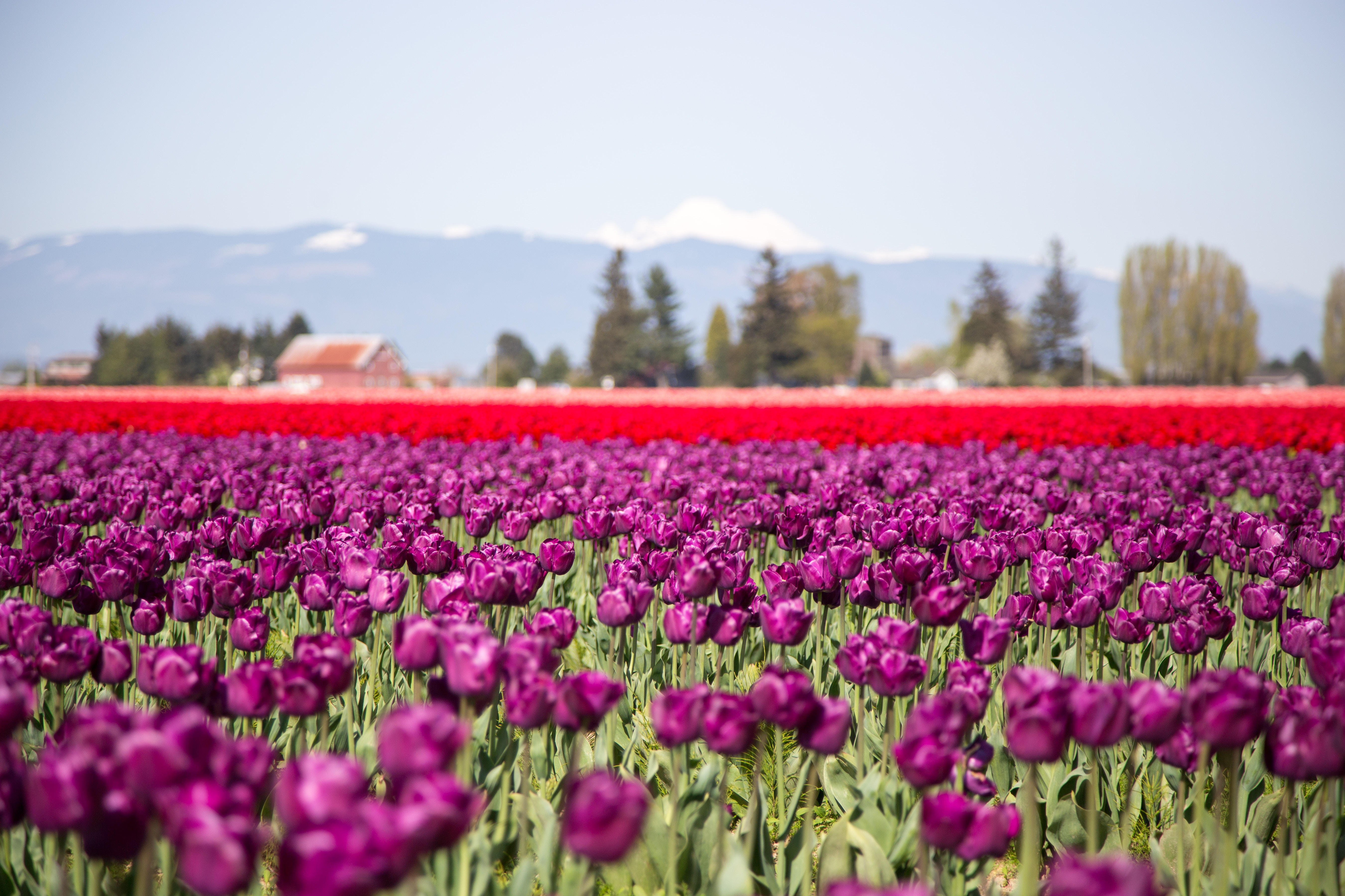 Tulip fields in Holland