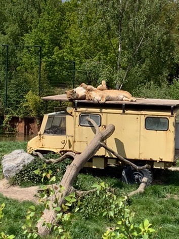 Two Lions sleeping on top of a landrover at Beeske Bergen Safari Park, Holland