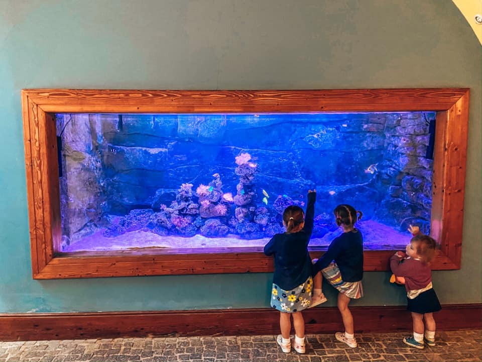 Fish tanks along the walkway of the Princesa Yaiza