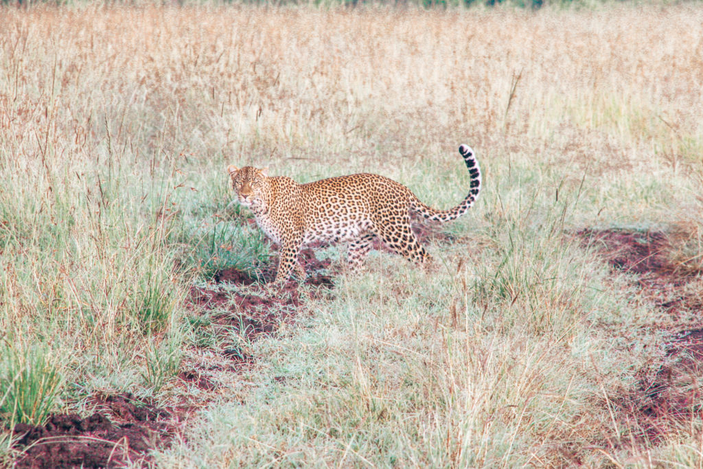 Leopard walking through the grasses in Kenya