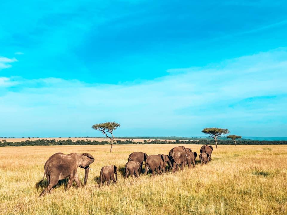 a family of elephants walking in a line in the Masai Mara