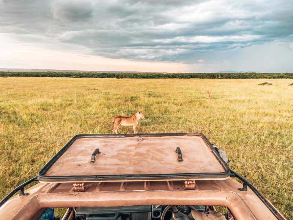 image taken from open sunroof of a car on safari in Maasai Mara with Kids lion at front of car