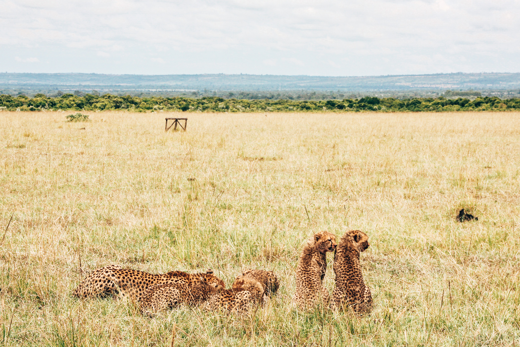 african safari with 5 year old