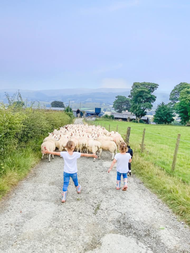 two young girls walking down the lane with a herd of sheep