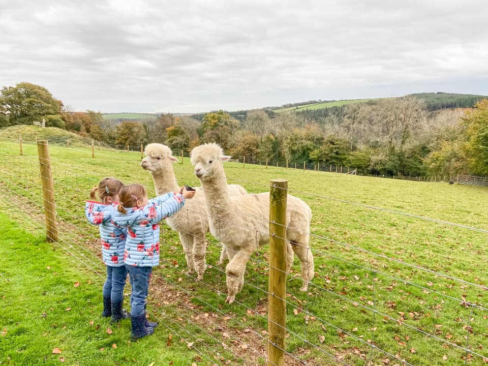 Glynn Barton alpaca feeding