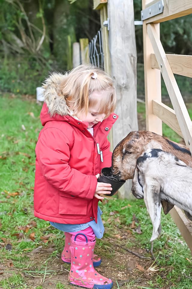 Glynn Barton goats