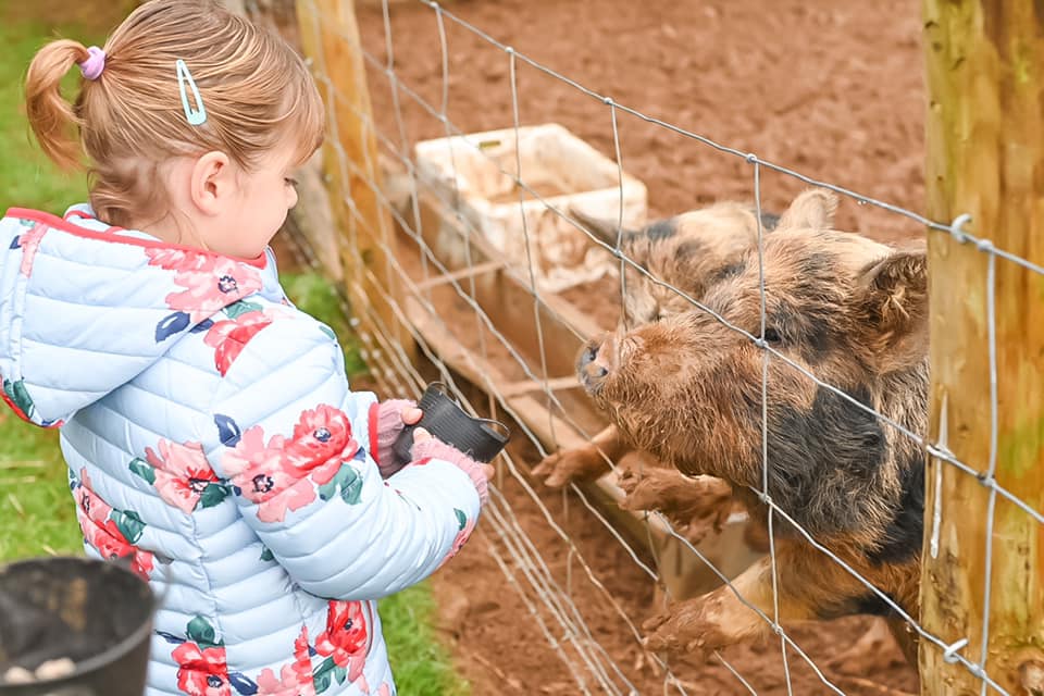 Glynn Barton pigs