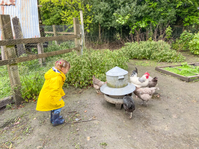 Little girl feeding the chickens at Feather Down farm