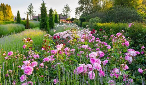 flowers in full bloom at Hyde Hall days out in essex