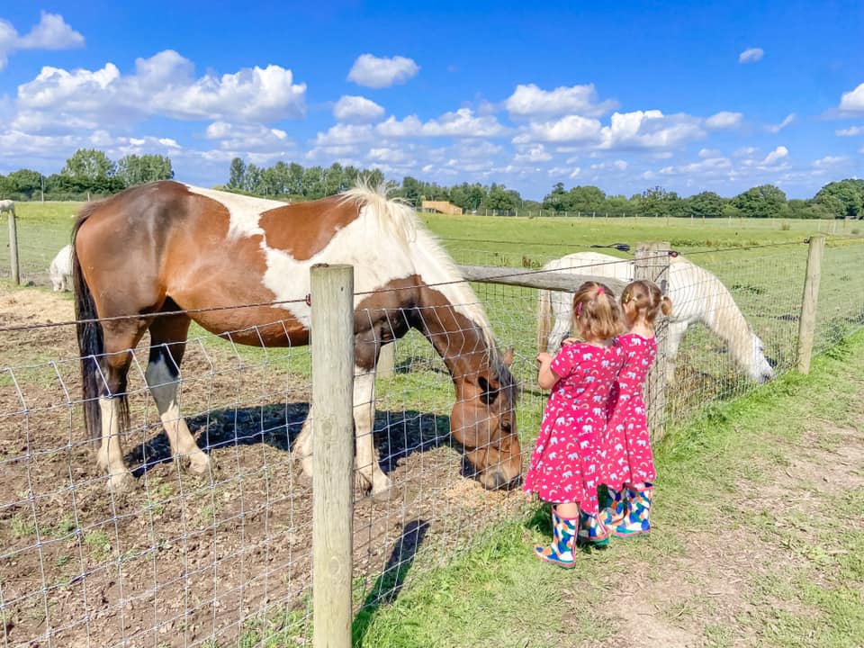 two girls in pink dresses looking at a brown and white horse behind a fence