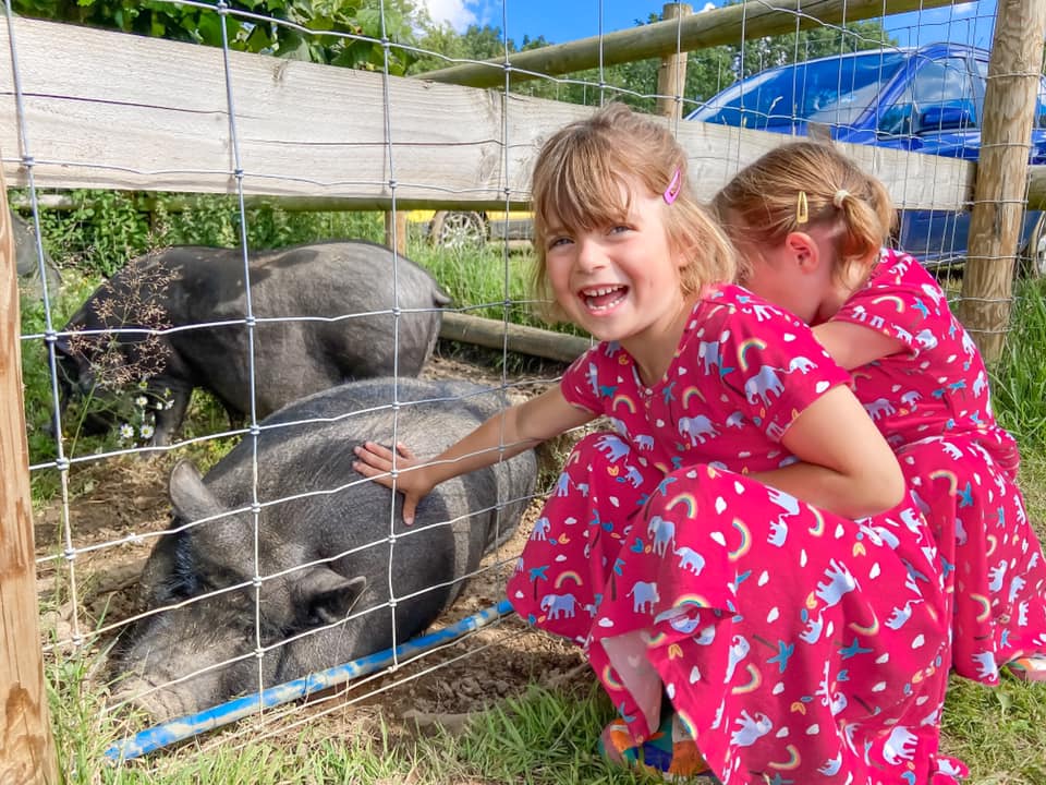 two girls in pink dresses looking at black pig behind a fence