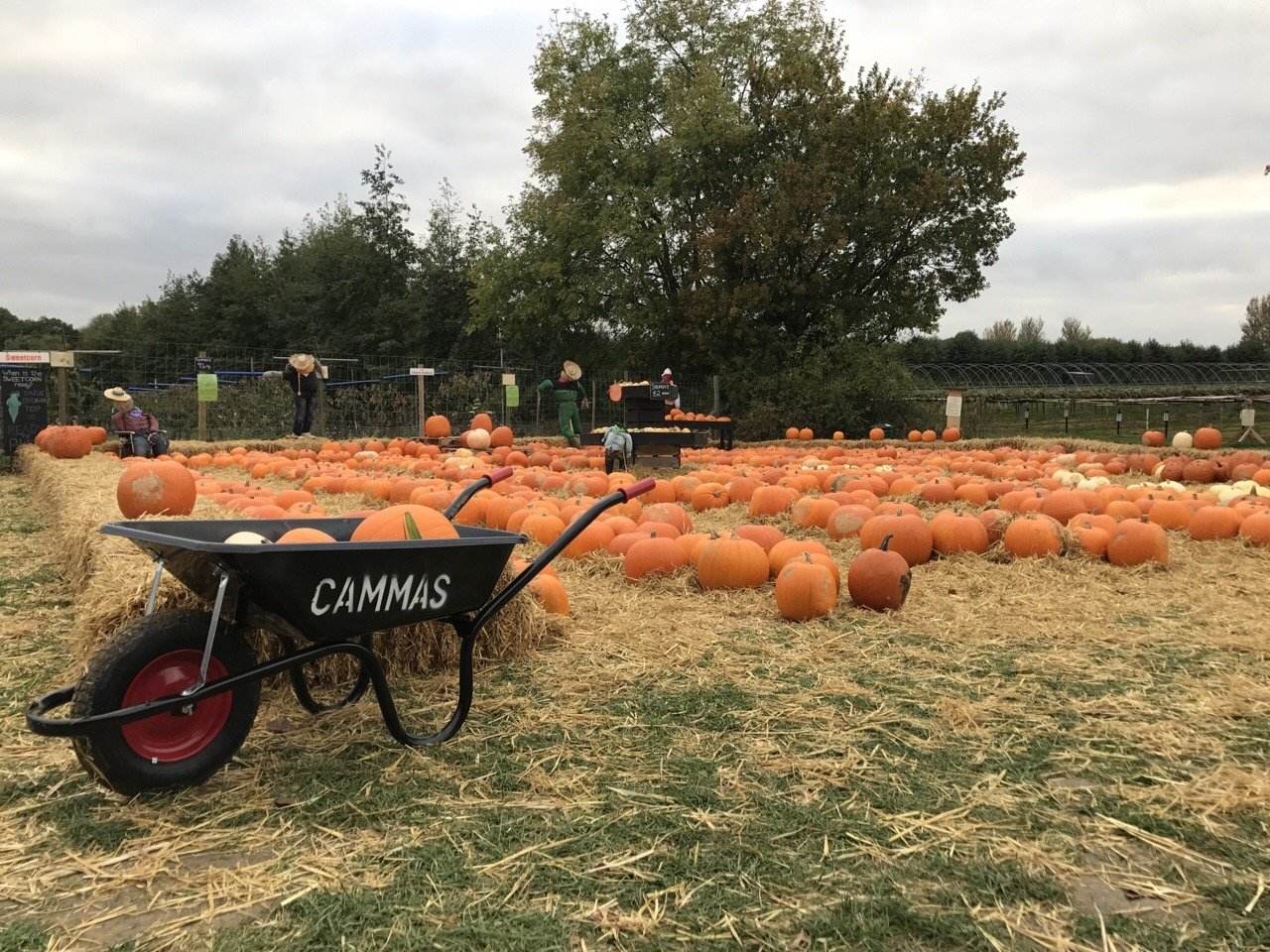 Cammas Hall pumpkins lines up on a grass field - pumpkin patches in Essex