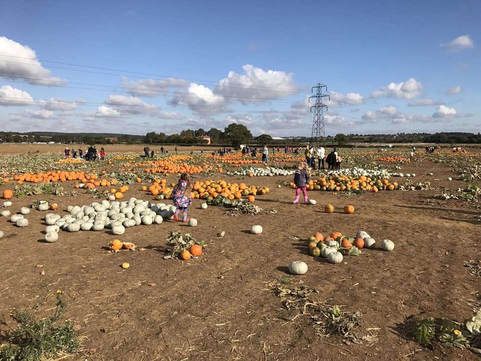 Pumpkins scattered in a muddy field in Foxes pumpkin patch - pumpkin patches in Essex