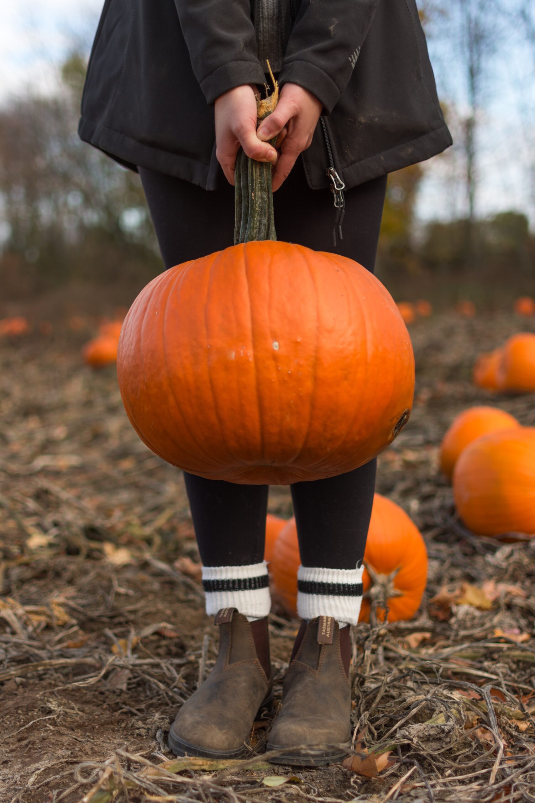 pumpkin patches in Essex