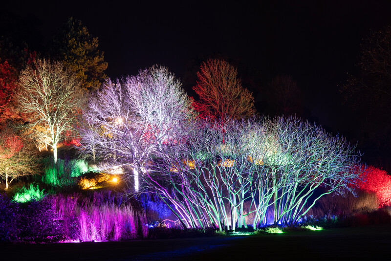 lights in the trees at hyde hall - christmas events in essex