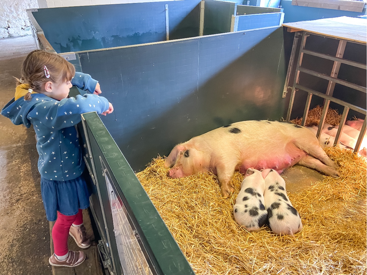 Chatsworth House Gardens young girl looking at a pig with piglets