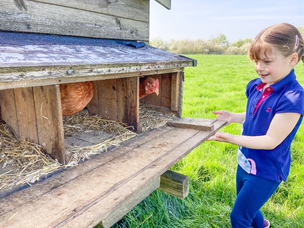 Glamping in Bedfordshire Featherdown collecting eggs from the chicken coop with a chicken popping out