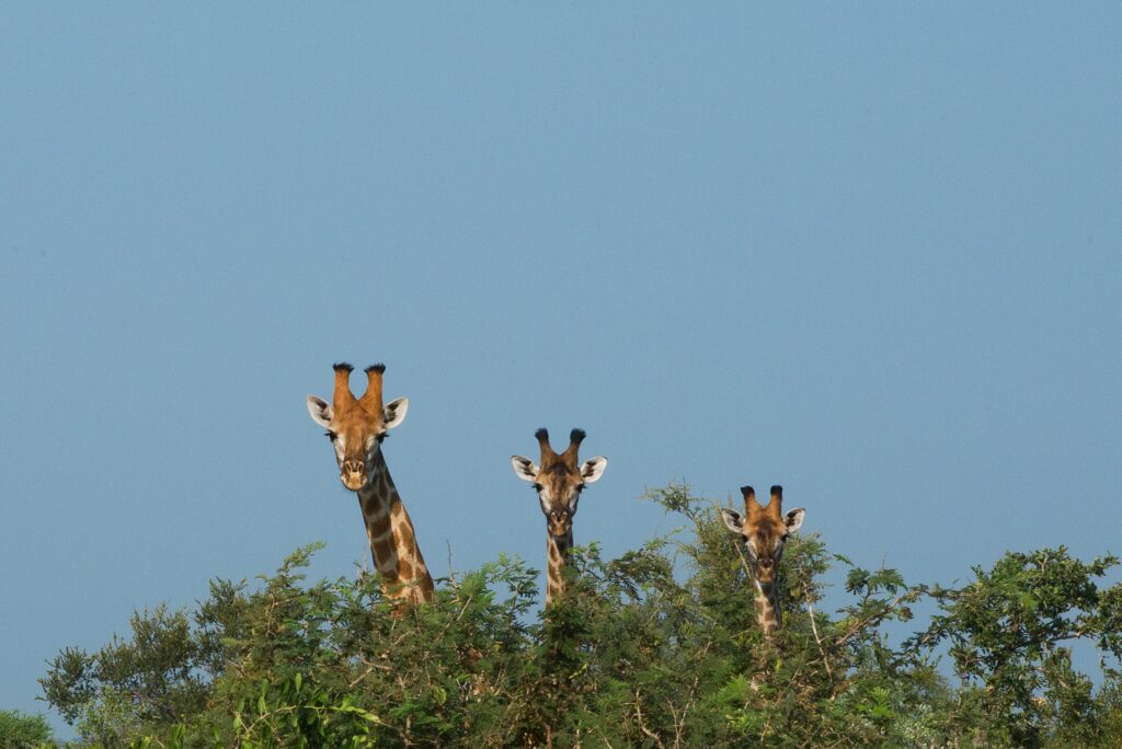 Safari Parks in the UK giraffes heads