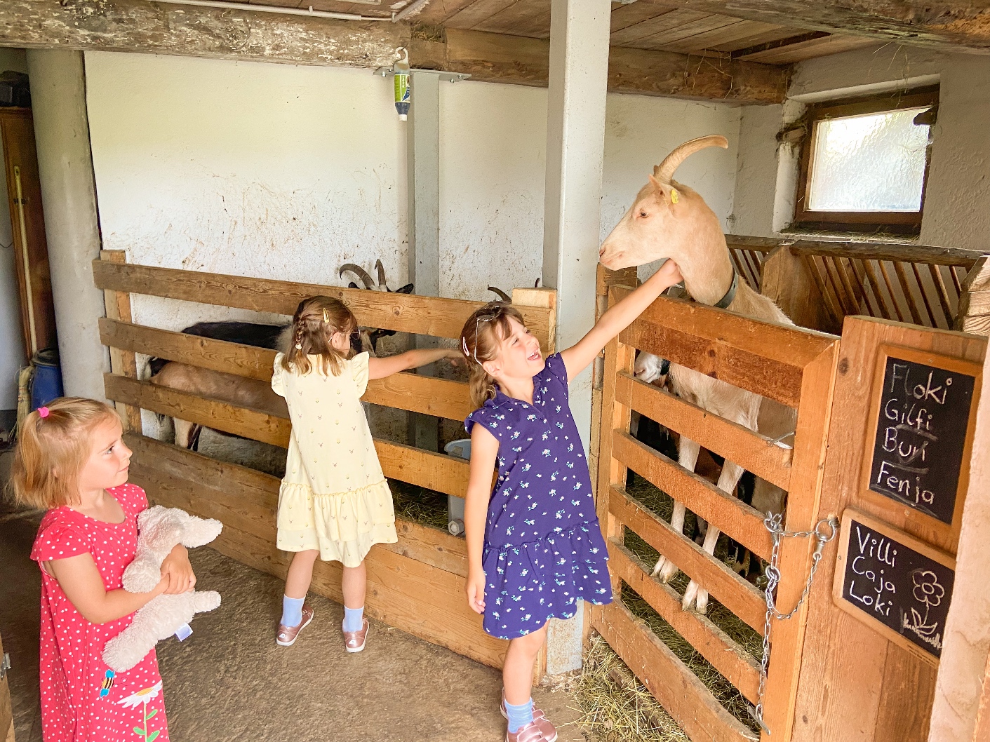 Alpbachtal summer in Austria farm house goats