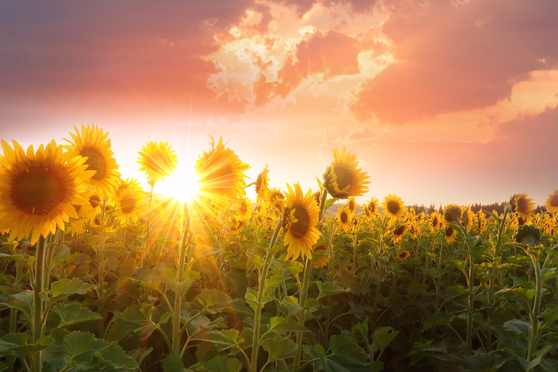 Sunflower fields