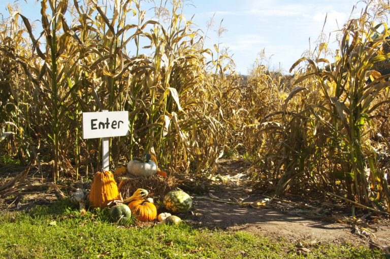 Maize Maze Corn maze with enter sign
