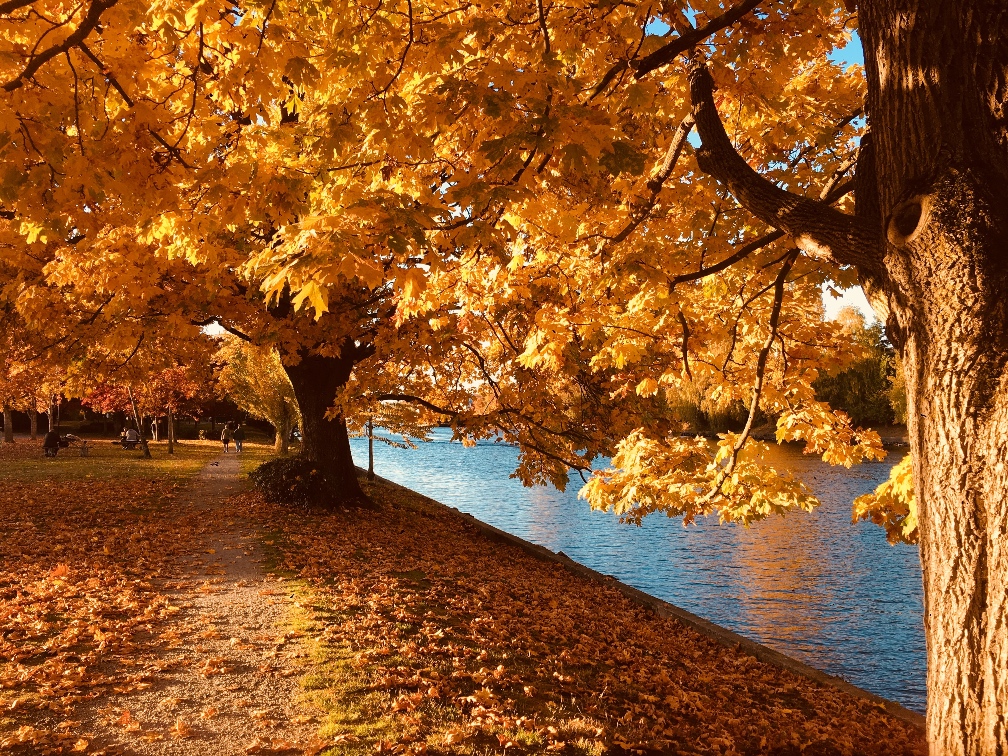 Fall in London - trees with orange leaves