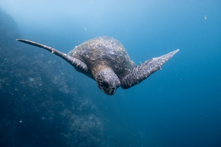 A turtle in the Galapagos islands